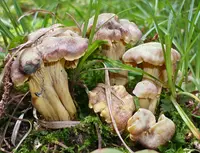amethyst chanterelle