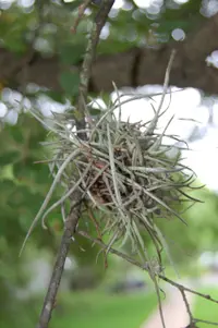 Ball moss
