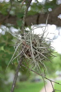 Ball moss (Tillandsia recurvata) plant