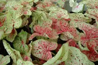 Dwarf Caladium