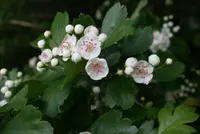 Midland Hawthorn (Crataegus laevigata) plant