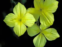 fourpoint evening primrose (Oenothera rhombipetala) plant