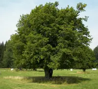 European hornbeam (Carpinus betulus) plant