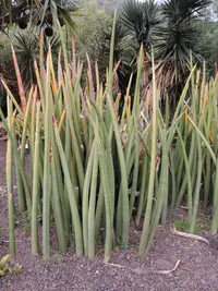 Dracaena stuckyi