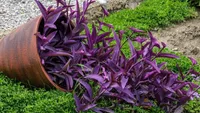 Purple Heart (Tradescantia pallida) plant