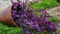 Purple Heart