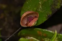 Pleurothallis palliolata