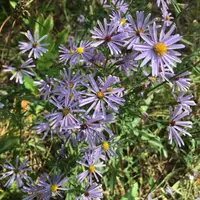 smooth blue aster (Symphyotrichum laeve) plant