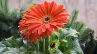 Gerbera
