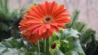 Gerbera