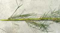 Guadua paniculata