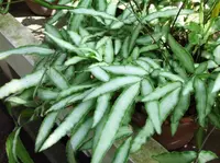 Ribbon Ferns (Pteris cretica) plant
