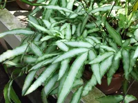 Ribbon Ferns (Pteris cretica) plant