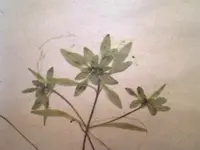 Intermediate Water-Starwort