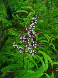 lemon verbena