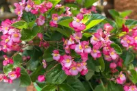Begonia cucullata