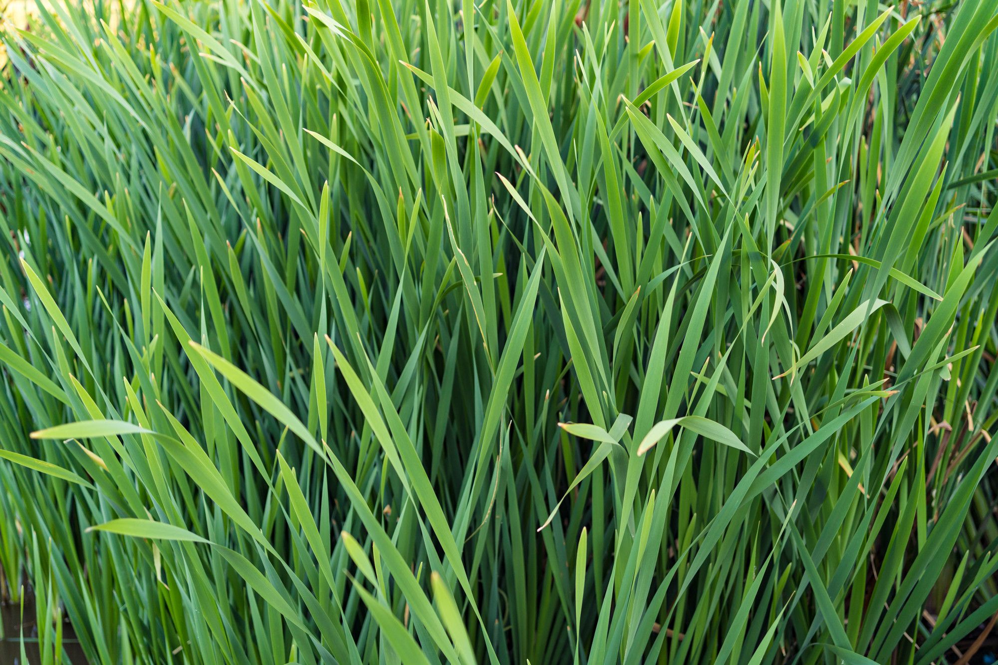 Best Way to Get Rid of Crabgrass