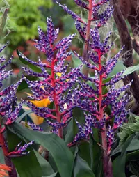 Bromeliad