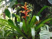 Guzmania scherzeriana