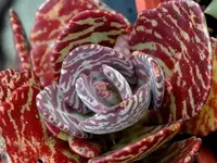 Desert Surprise (Kalanchoe humilis) plant