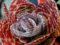 Desert Surprise (Kalanchoe humilis) plant