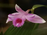 beautiful sobralia