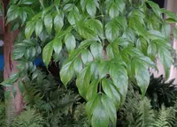 China Doll leaves