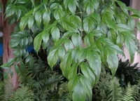 China Doll leaves