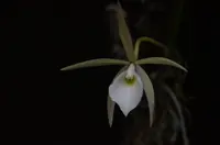 Brassavola tuberculata