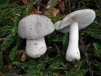 American Floury Amanita