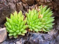 Haworthia cymbiformis