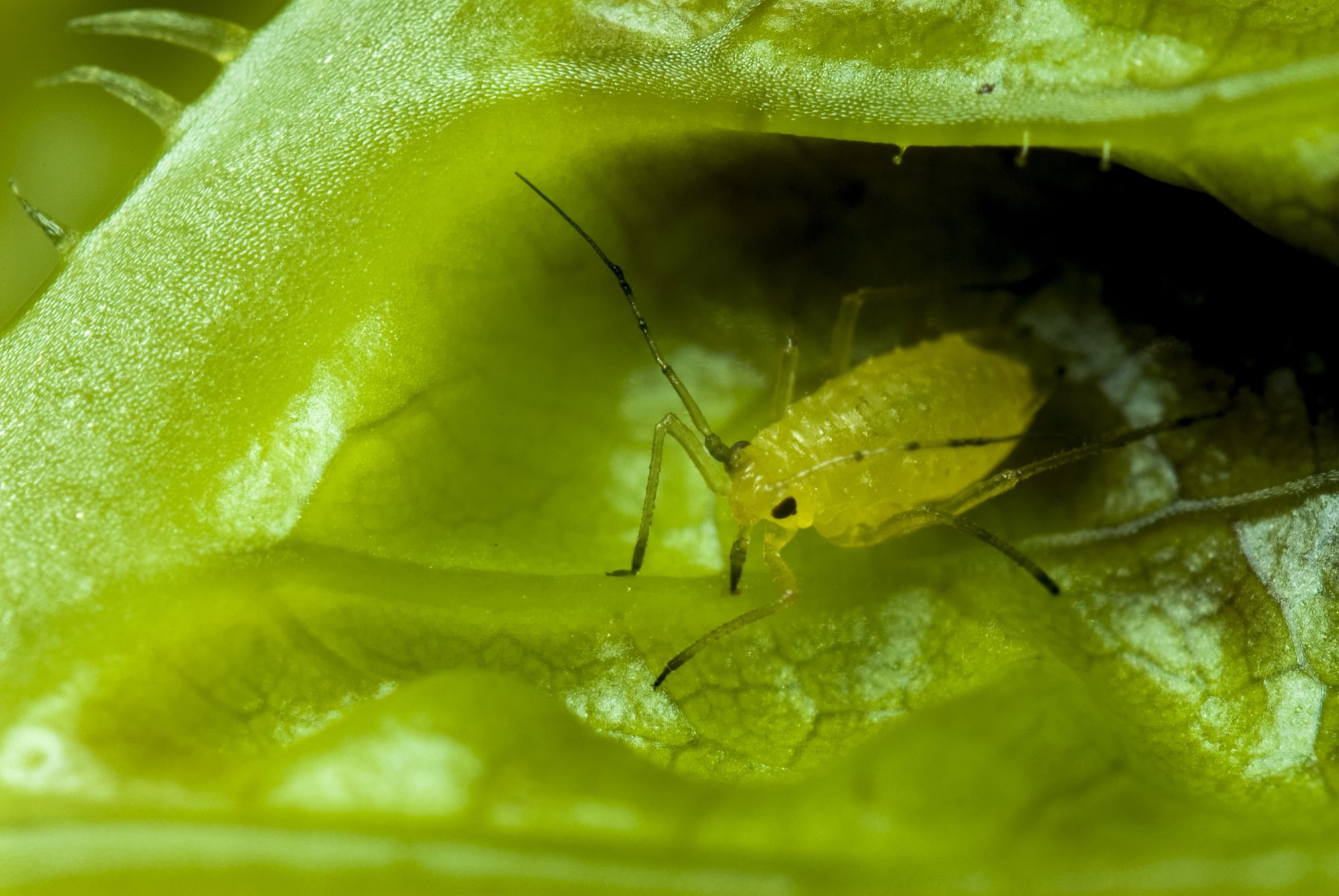 Tiny Bugs That Look Like Poppy Seeds - Thrips