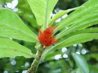 Columnea purpurata