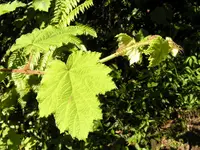 Giant bramble (Rubus alceifolius) plant
