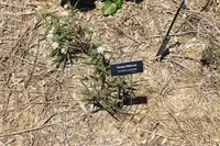 aquatic milkweed