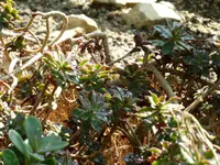 Aeonium decorum