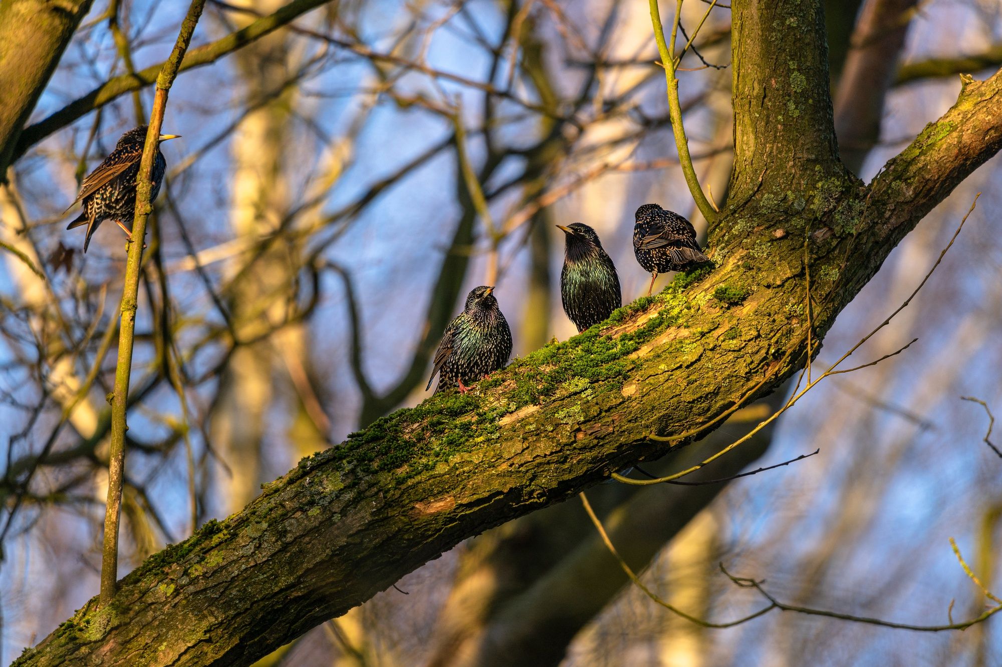 More Trees Don’t Mean More Birds: New Research Challenges Assumptions