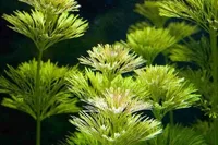 Asian marshweed (Limnophila sessiliflora) plant
