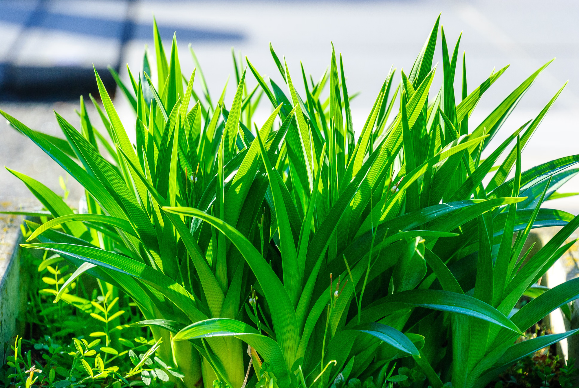 Best Plants That Repel Spiders - Lemongrass