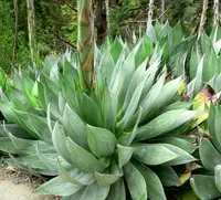 Hardy Century Plant