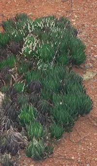 Haworthia marumiana