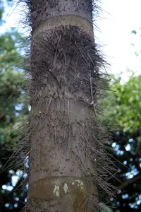 black palm