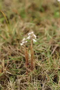 Lawn orchid (Zeuxine strateumatica) plant