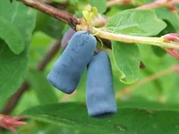 sweetberry honeysuckle