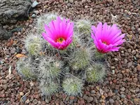 strawberry hedgehog cactus