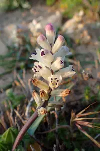 Bellevalia (Bellevalia hyacinthoides) plant