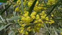 Oleander Wattle
