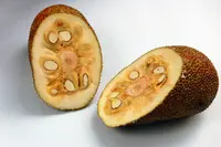 chempedak
