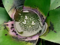 Neoregelia concentrica