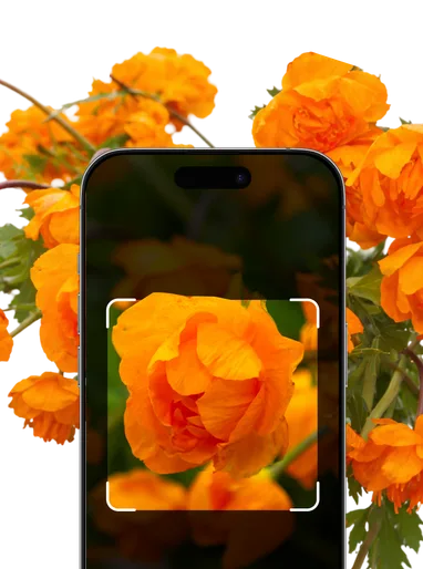 Orange and Yellow Flowers Identification – Hero Mobile